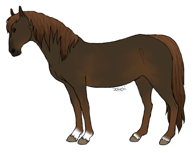 Liver Chestnut Mare