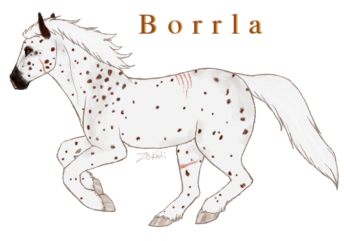 Borrla