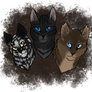 DtC ShadowClan