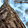 A Trunk Of A Tree