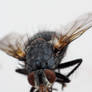 Fly 2