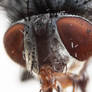 Fly's Head