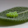 Tiny Eggs On Leaf