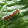 Caterpillar, the second