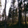 In the forest