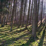Palatinate Forest