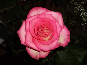 Rose 3 by severata