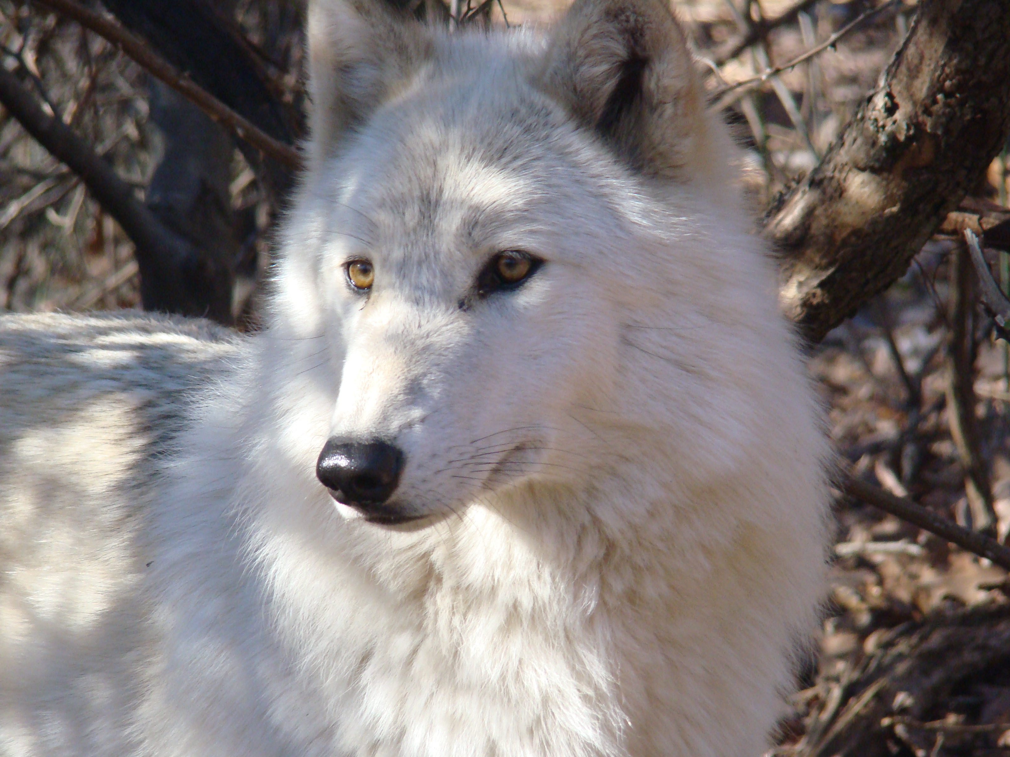 female white wolf