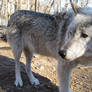 Grey Wolf With Beautiful Eyes