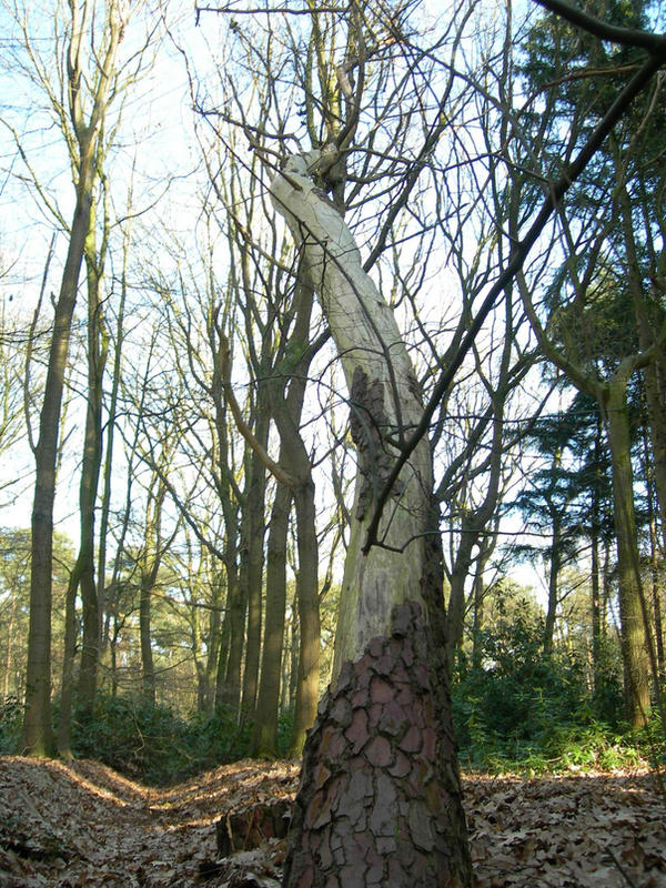 drow tree by flyingcupcake on DeviantArt