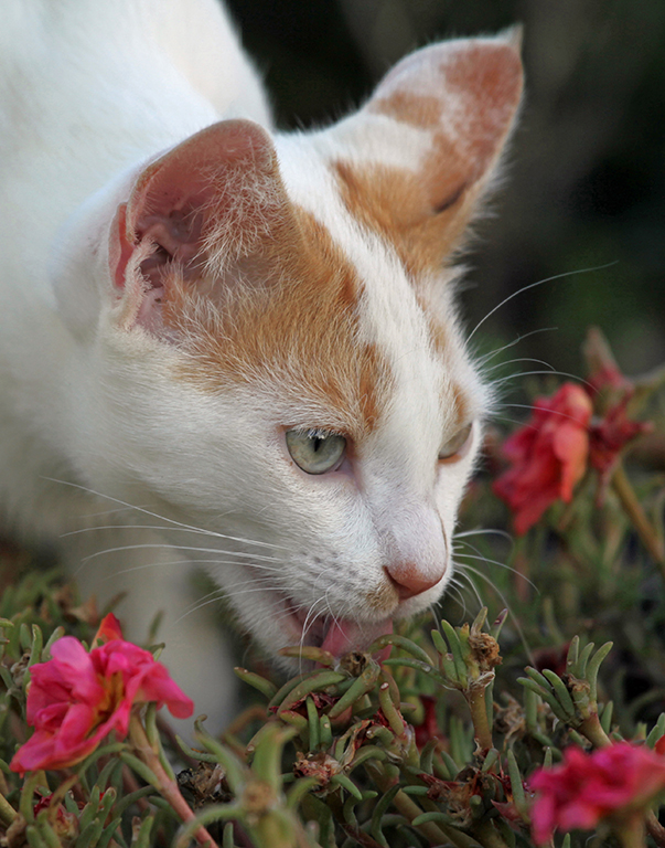 Cat licking water from flowers