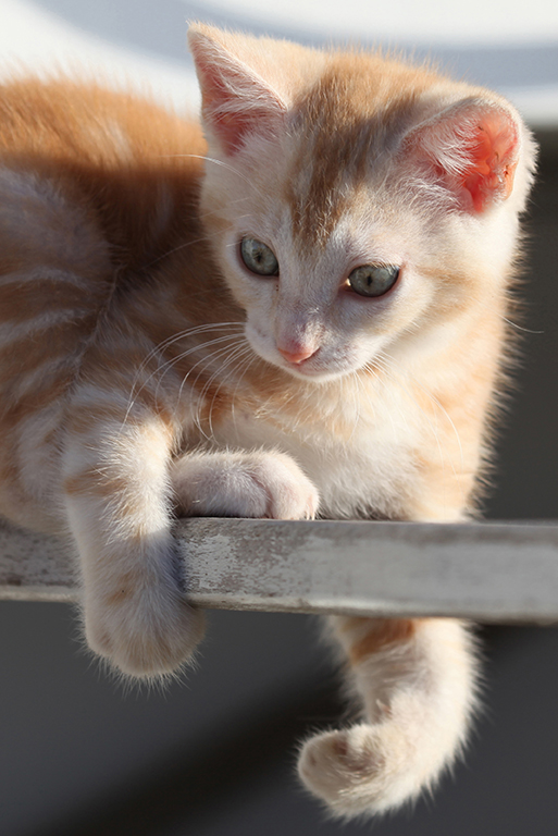 Ginger kitten on chair