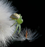 Jellybean Spider