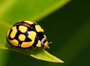 Yellow-and black ladybug