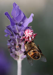 Crabspider and Bee