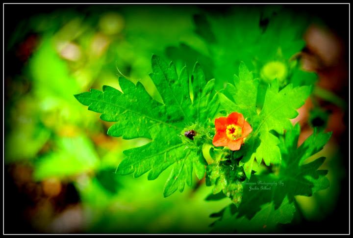 Wild Flower grows green