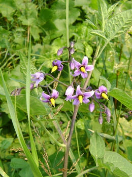 Purple Flowers