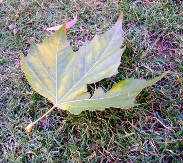 Torn Leaf