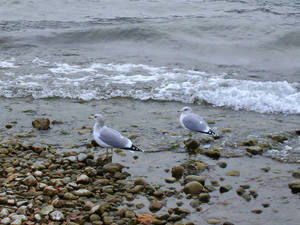 Seagulls