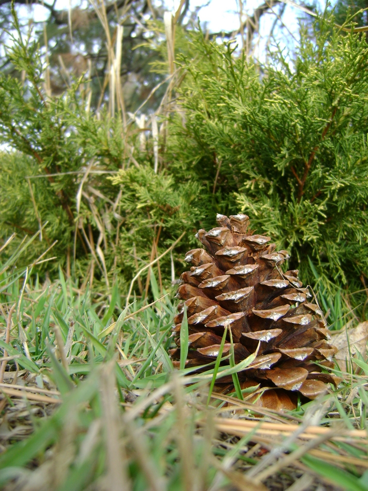 Pinecone