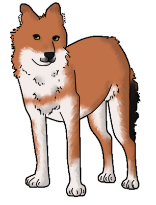 Dhole