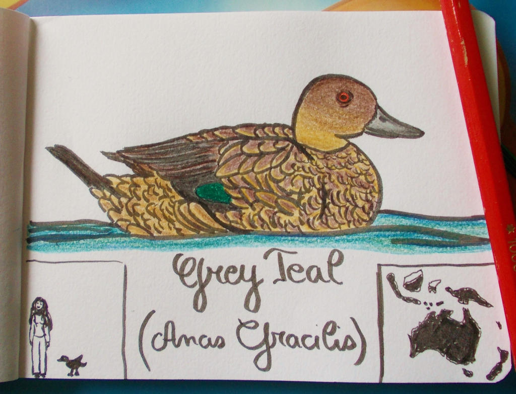 Grey Teal - Animal of the Month - July 14