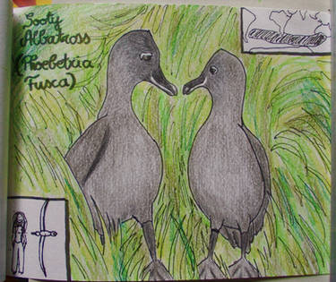 Sooty Albatross - Animal of September 2015