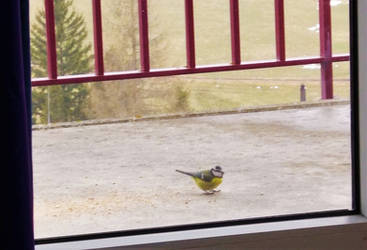 New guest on our balcony, a cute Blue Tit