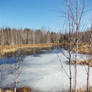 Early Spring at the Peat Bog