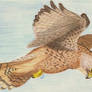 Old World Kestrel - Falco Tinnunculus