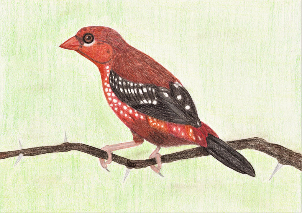 Mr Strawberry Finch in his best seductive plumage by MoonyMina Mr Strawberry Finch in his best seductive plumage by MoonyMina