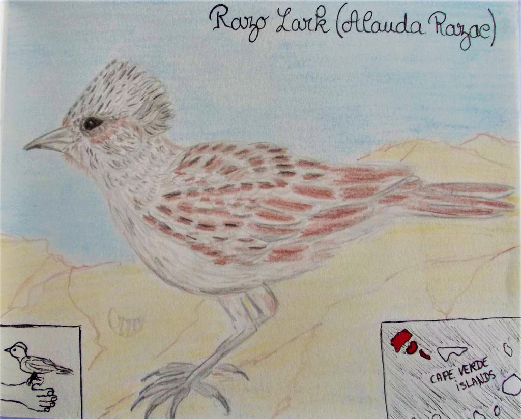Razo Lark - Animal of October 2019 by MoonyMina on DeviantArt