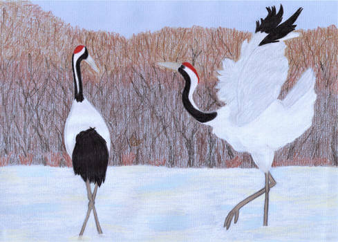 Japanese Cranes dancing