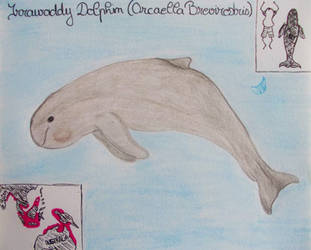 Irrawaddy Dolphin - Animal of January 2021