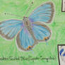 Eastern Tailed Blue - Animal of February 2021