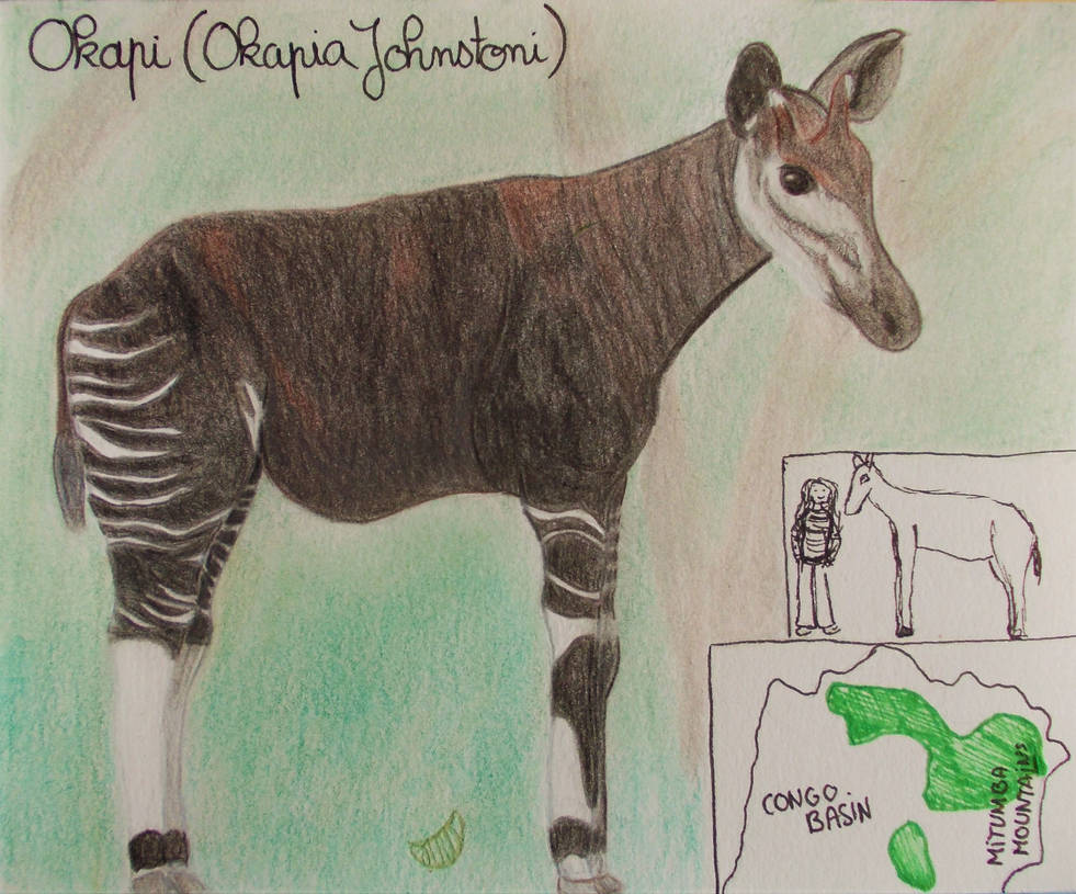 Okapi - Animal of May 2021 by MoonyMina on DeviantArt