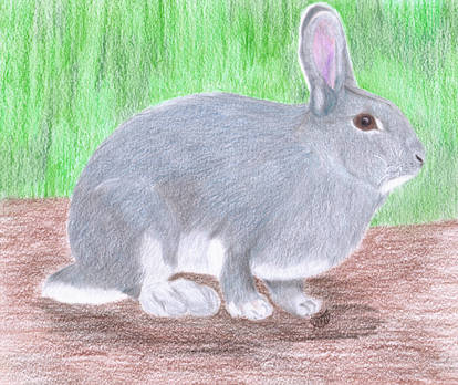 Little-Grey Swiss Rabbit