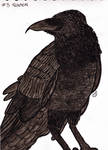 Inktober 2021: #5 - Raven by MoonyMina