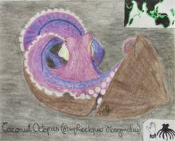 Coconut Octopus - Animal of October 2021