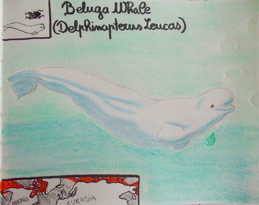 Beluga Whale - Animal of December 2022