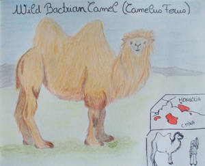 Wild Bactrian Camel - Animal of January 2023
