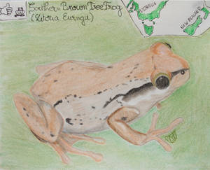 Southern Brown Tree Frog - Animal of February 2023