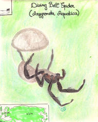 Diving Bell Spider - Animal of March 2023