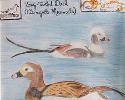 Long-Tailed Duck -  Animal of October 2023