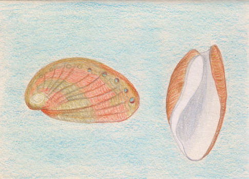 Seashells - Birthday card for my friend Christina