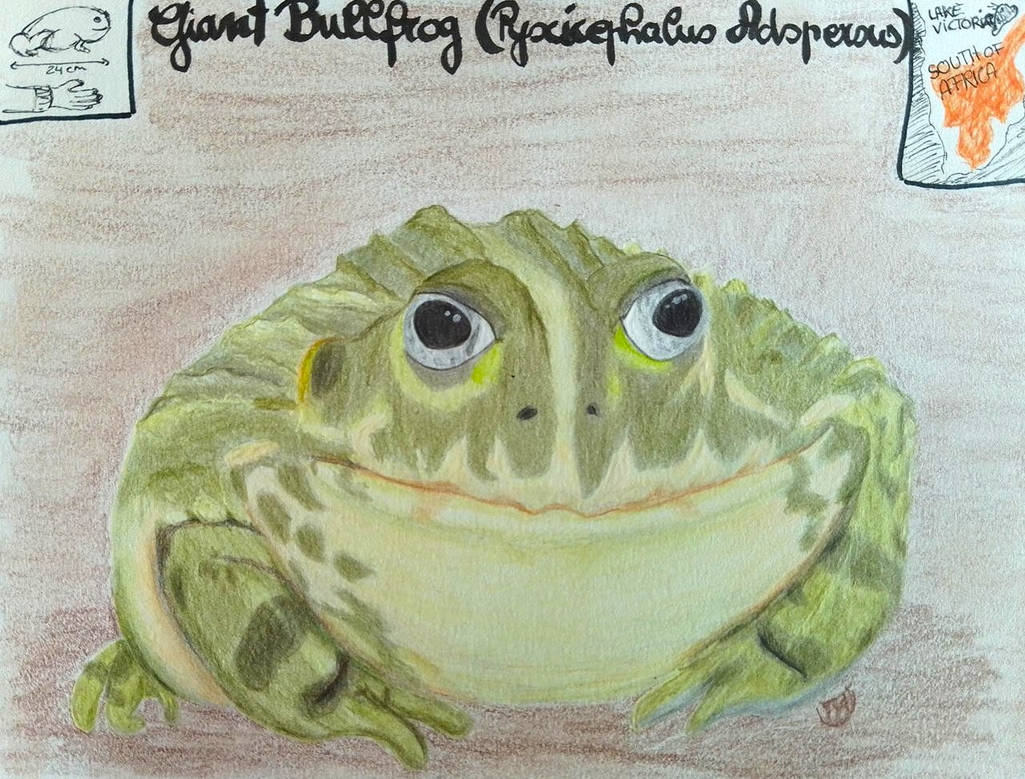 Giant Bullfrog - Animal of November 2025 by MoonyMina on DeviantArt
