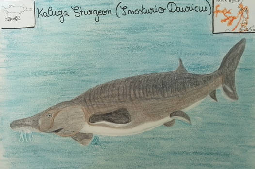 Kaluga Sturgeon - Animal of May 2026
