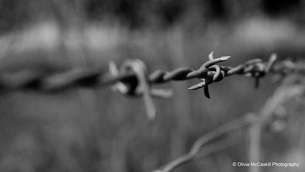 Barbed Wire