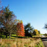 Autumn Trees