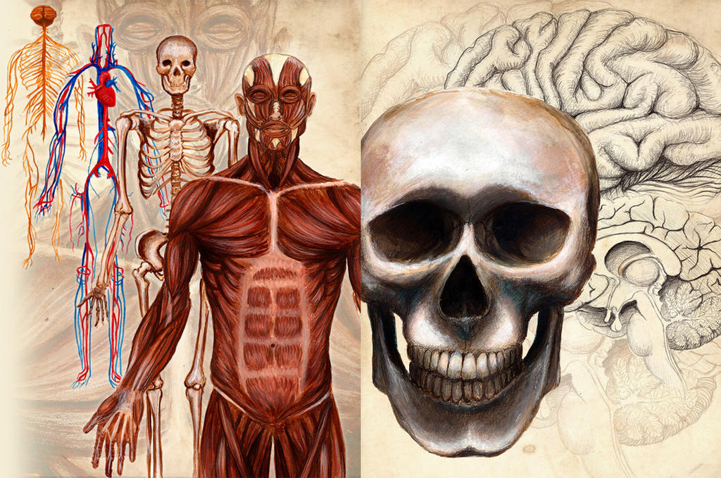 Физиолог человека. Анатомия человека. Анатомия и физиология человека. Тело человека анатомия. Изучение анатомии человека.